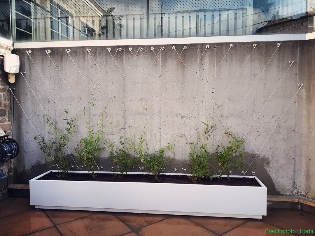 Trellis - Gauthier De LaPlante